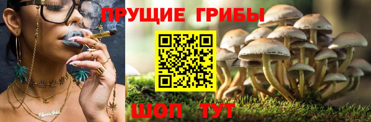 Галлюциногенные грибы Magic Shrooms Каменка